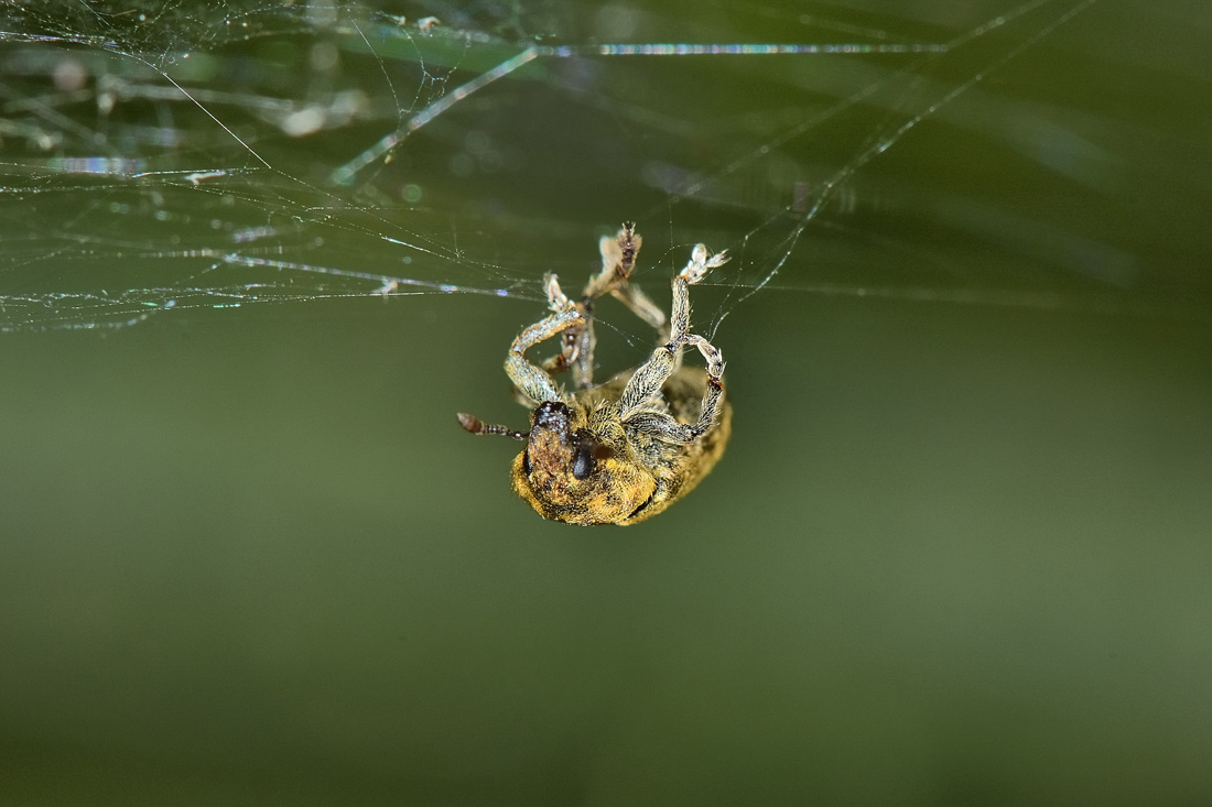 Curculionidae: Rhinocyllus conicus?  S!